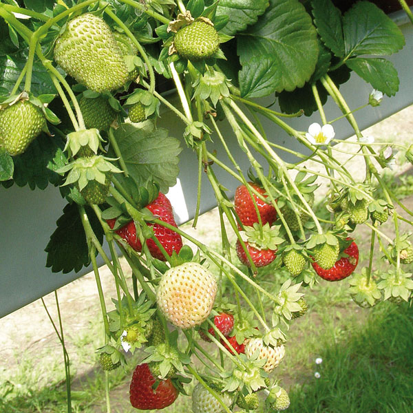 Erdbeere Delicado - leckere Erdbeeren aus dem eigenen Garten