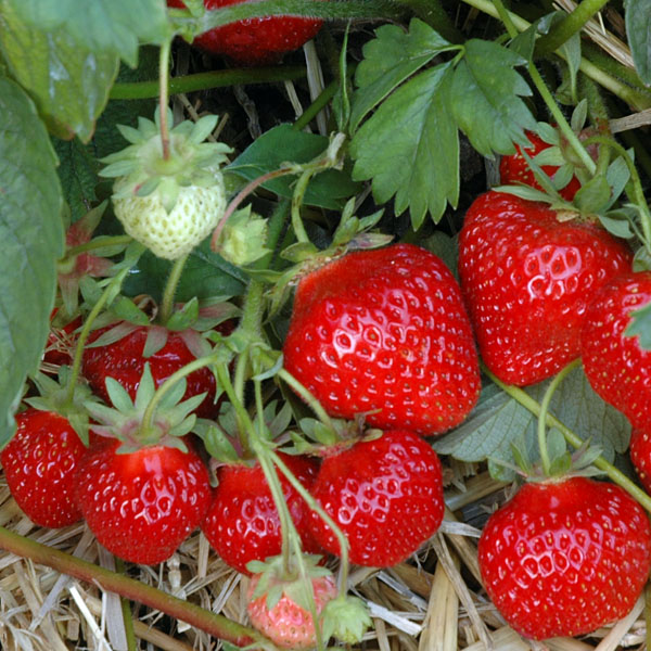 Erdbeere Hummi Gento - leckere Erdbeeren aus dem eigenen Garten