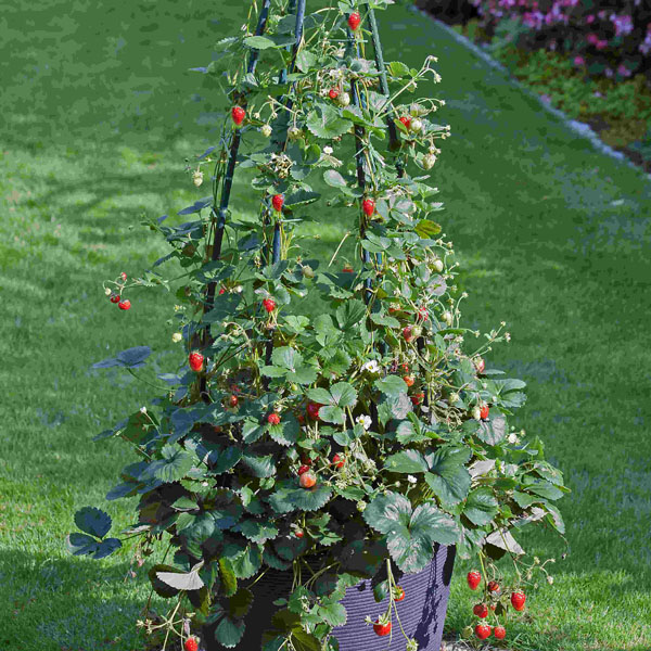 Erdbeere Hummi Klettertoni - leckere Erdbeeren aus dem eigenen Garten