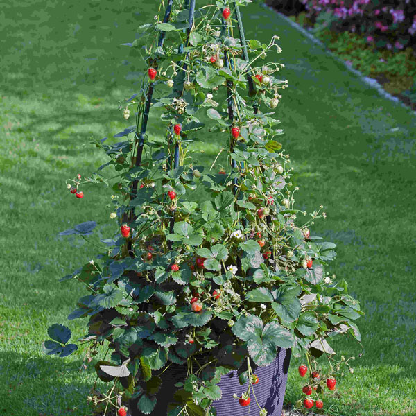 Erdbeere Klettertoni - leckere Erdbeeren aus dem eigenen Garten Erdbeere Hummi Klettertoni - leckere Erdbeeren aus dem eigenen Garten