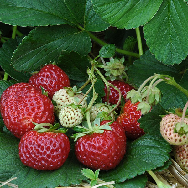 Erdbeere Hummi Neue Mieze - leckere Erdbeeren