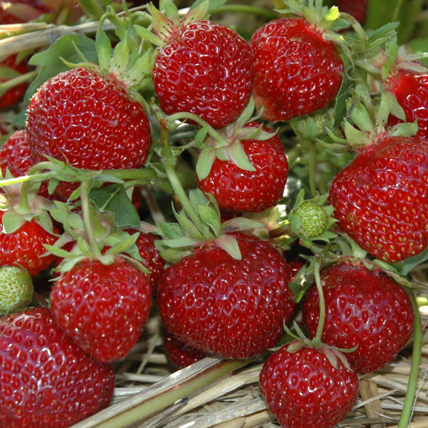 Erdbeere Hummi Praline - leckere Erdbeeren