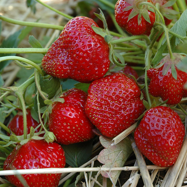 Erdbeere Hummi Rimona - leckere Erdbeeren aus dem eigenen Garten