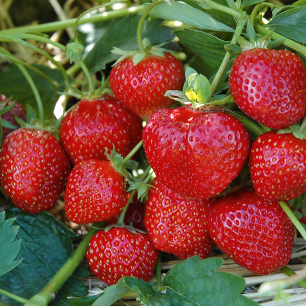 Erdbeere Hummi Sengana Selektion - leckere Erdbeeren