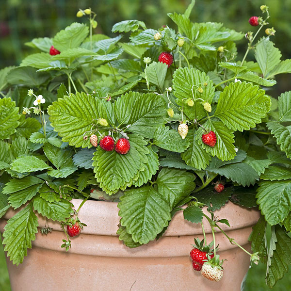 Erdbeere Hummi Waldfee - immertragenede Walderdbeere (Fragaria vesca)