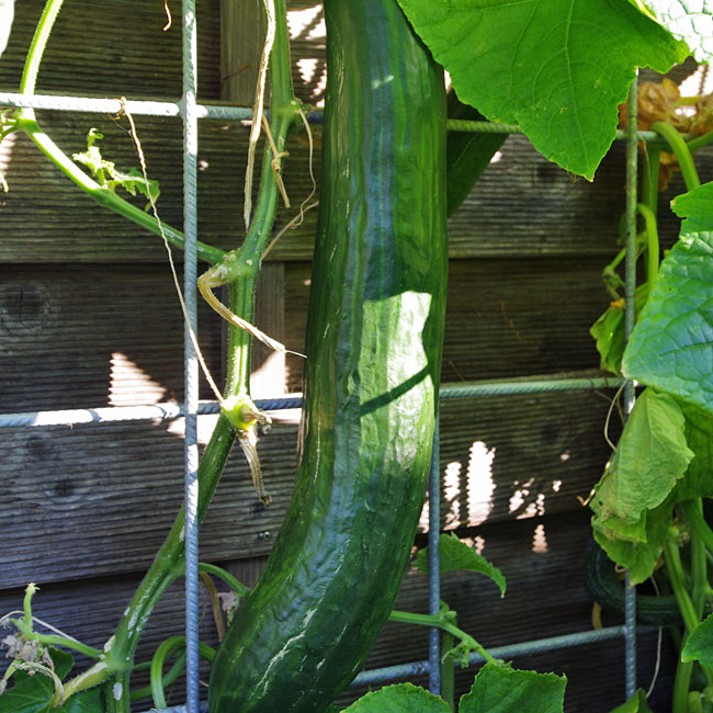 Gurke Dominica - Schlangengurke im Garten