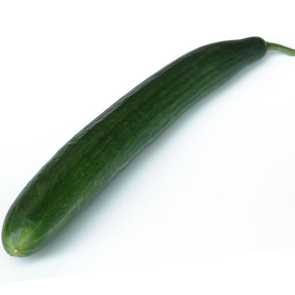 Gurke Euphya - Treibgurke im Garten Gurke Euphya - Treibgurke im Garten