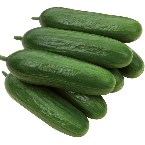Gurke Iznik - Gourmetzauber-Gemüse im Garten Gurke Iznik - Gourmetzauber-Gemüse im Garten