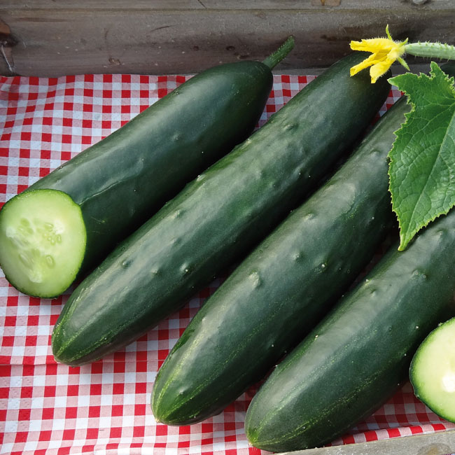 Gurke Murza - Gourmetzauber-Gemüse im Garten