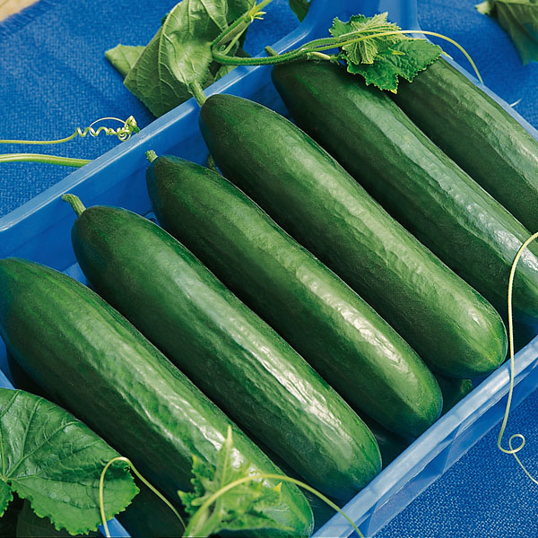 Gurke Paska - Gourmetzauber-Gemüse im Garten