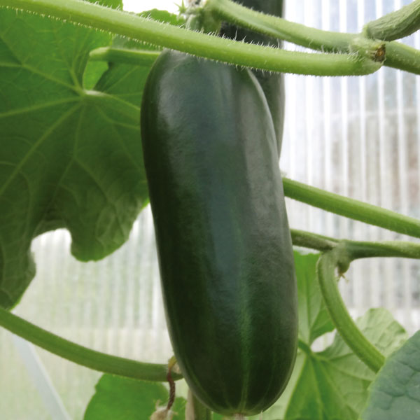 Gurke Rocky - Gourmetzauber-Gemüse im Garten Gurke Rocky - Gourmetzauber-Gemüse im Garten
