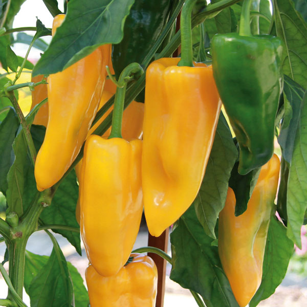 Paprika Conyl - Gourmetzauber-Gemüse im Garten Paprika Conyl - Gourmetzauber-Gemüse im Garten