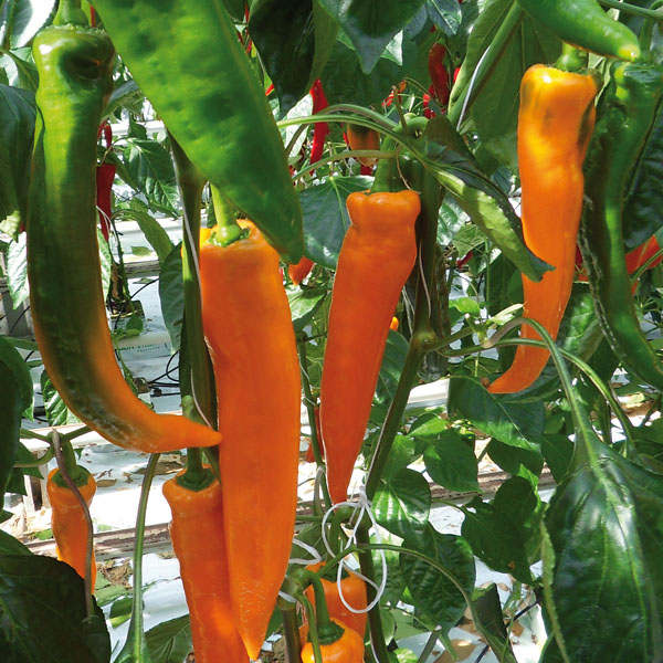 Paprika Coronor - Gourmetzauber-Gemüse im Garten
