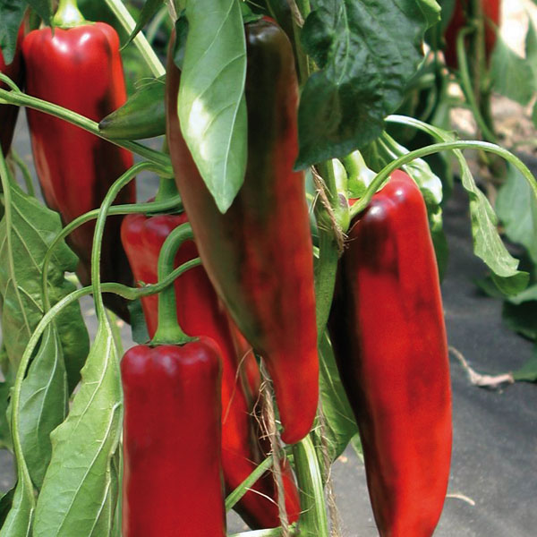 Paprika Kostas - milder, vitaminreicher Paprika Paprika Kostas - milder, vitaminreicher Paprika