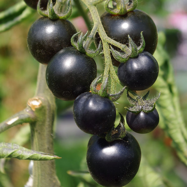 Tomate Black Cherry - Schwarze Cherrytomate Tomate Black Cherry - schwarze Cherrytomate