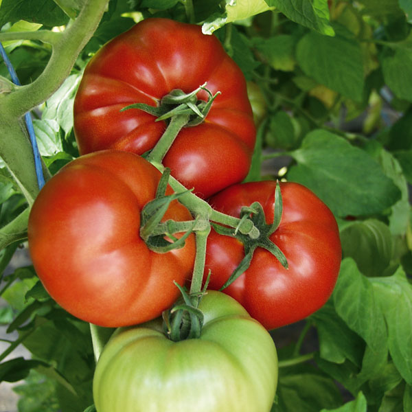 Tomate Country Taste - Fleischtomate