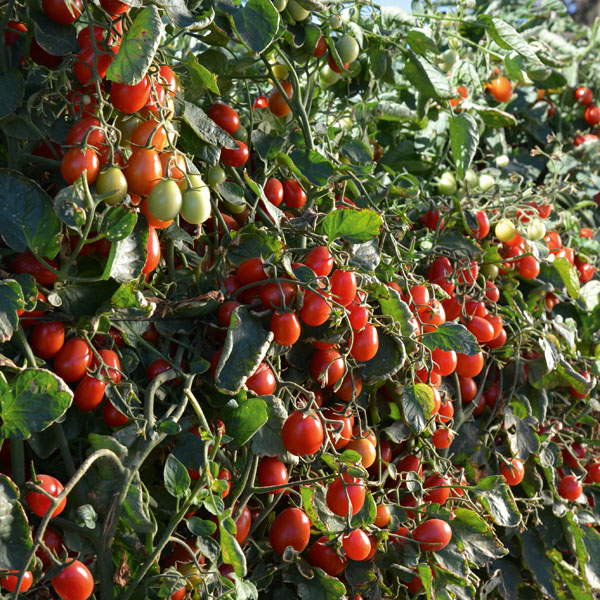 Tomate Crazy Cherry - Strauchtomate für Balkon & Terrasse Tomate Crazy Cherry - Strauchtomate für Balkon & Terrasse