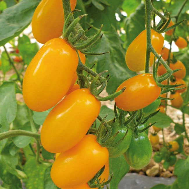 Tomate Dolly Tomate Dolly