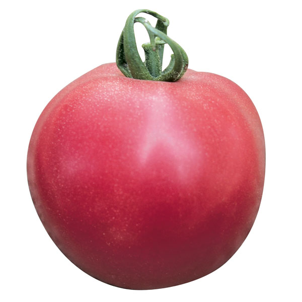 Tomate Fuji Pink - Fleischtomate