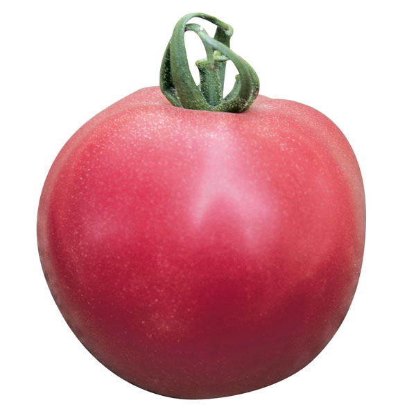 Tomate Fuji Pink - Fleischtomate Tomate Fuji Pink - Fleischtomate