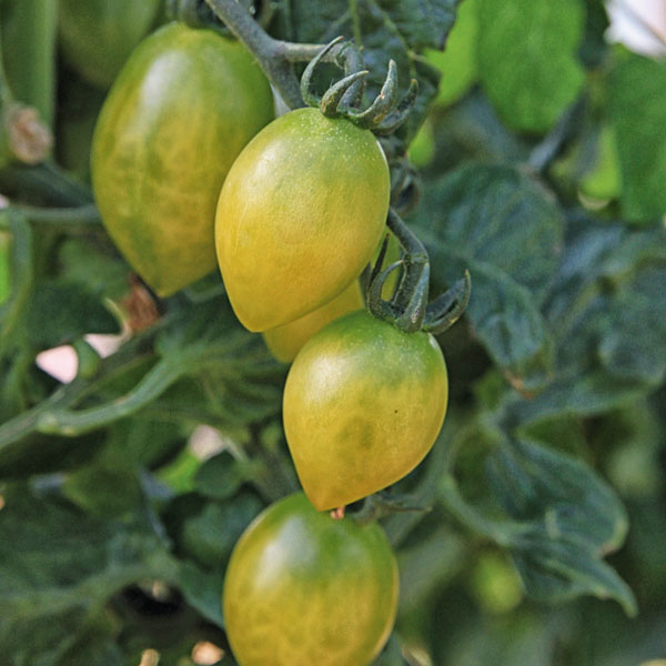 Tomate Green Envy