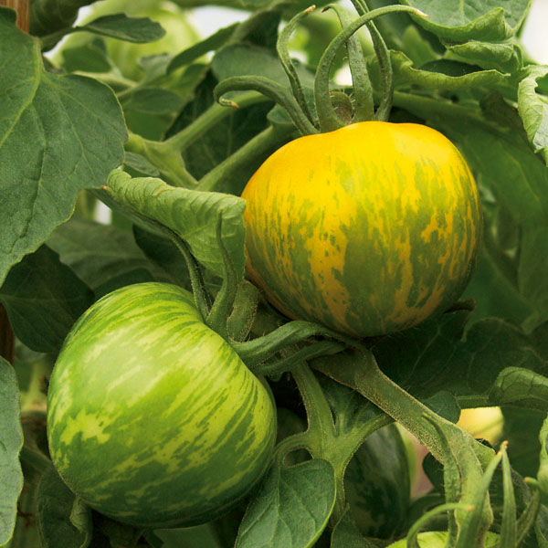 Tomate Grünes Zebra - Küche Tomate Grünes Zebra - Küche