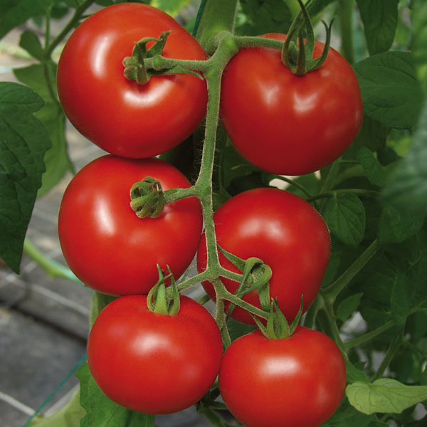 Tomate Hamlet - Normalfrucht Tomate Hamlet - Normalfrucht