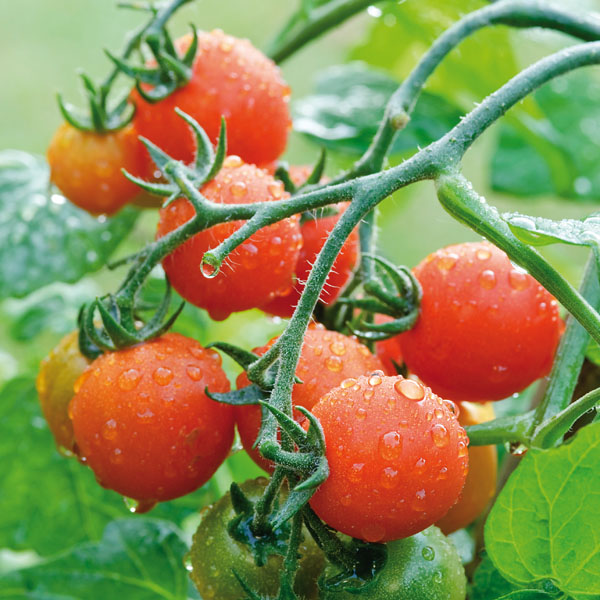 Tomate Lizzano - Cherrytomate auf Balkon und Terrasse