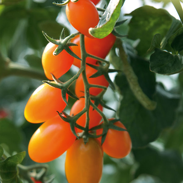 Tomate Orange Fizz - Cherrytomate Tomate Orange Fizz - Cherrytomate