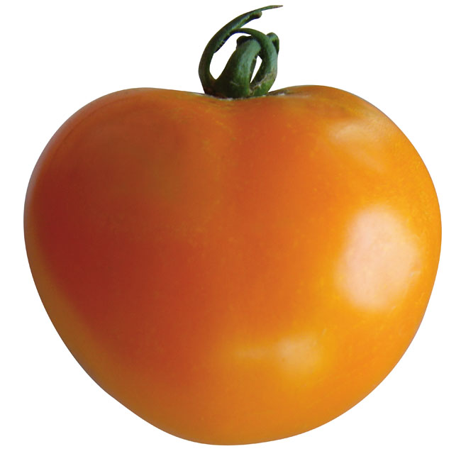 Tomate Orange Queen