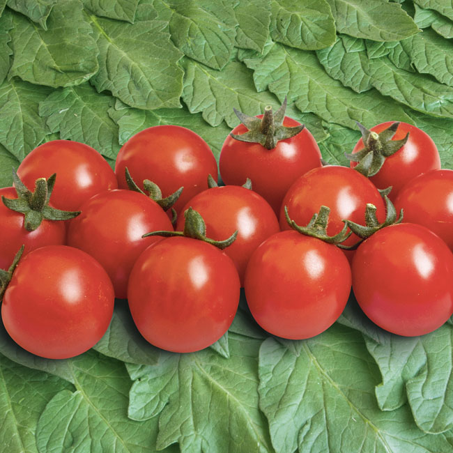 Tomate Philamina - lange Ernten