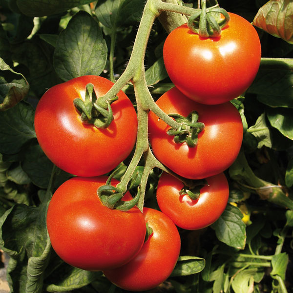 Tomate Tropical - Normalfrucht Tomate Previa - Normalfrucht