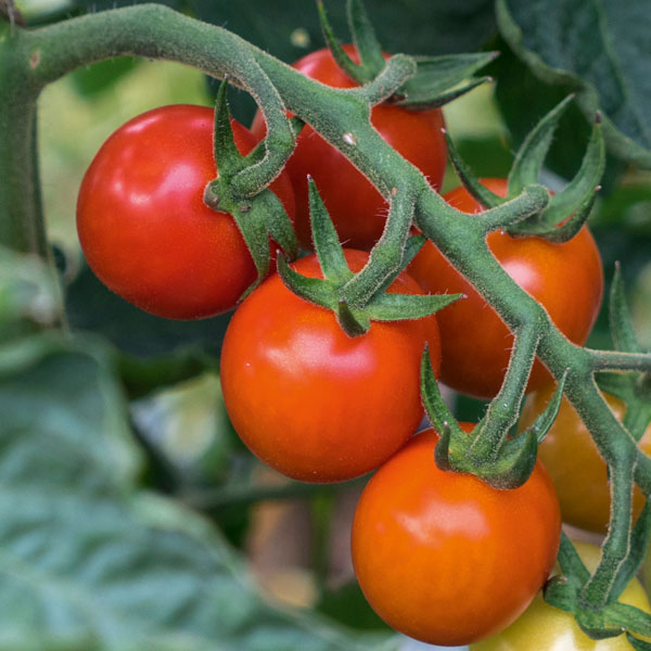Tomate Primabella - robust & zuverlässige Tomatensorte
