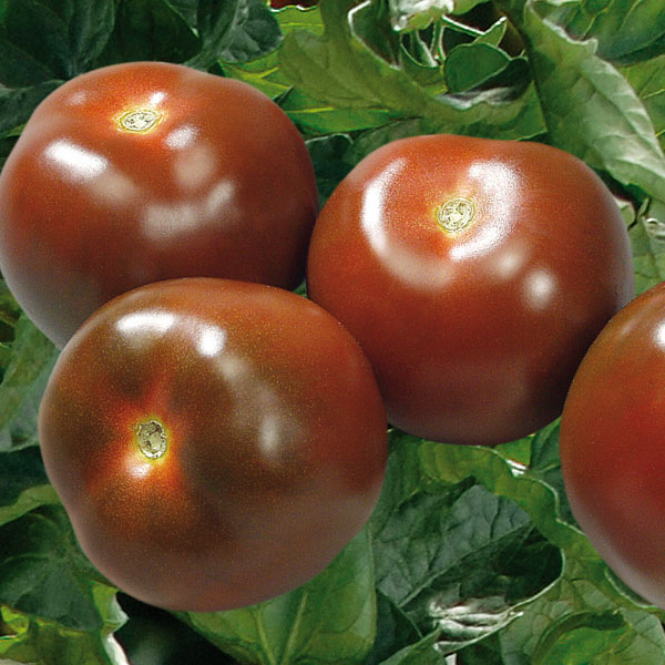 Tomate Schwarze Krim Tomate Schwarze Krim