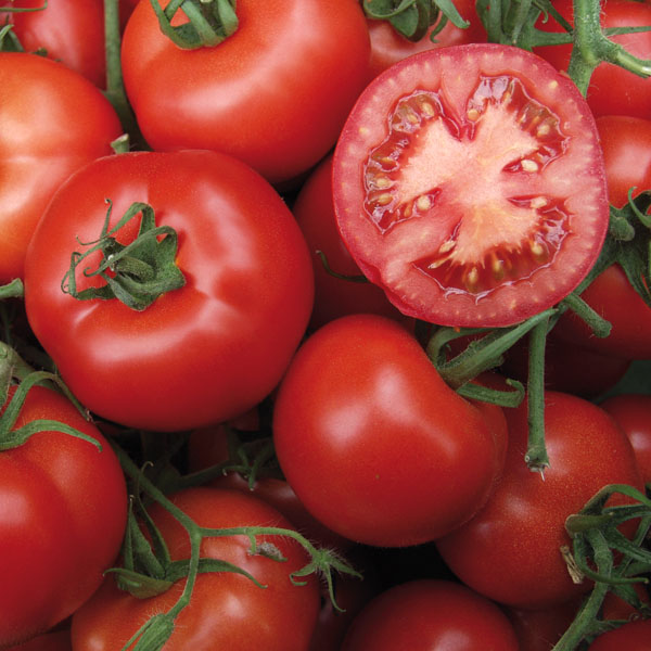 Tomate Serrat - Normalfrucht