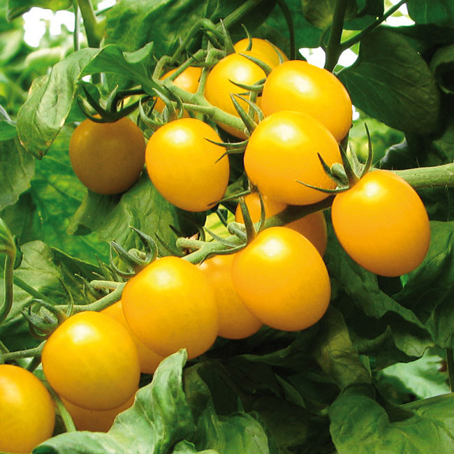 Tomate Stargold