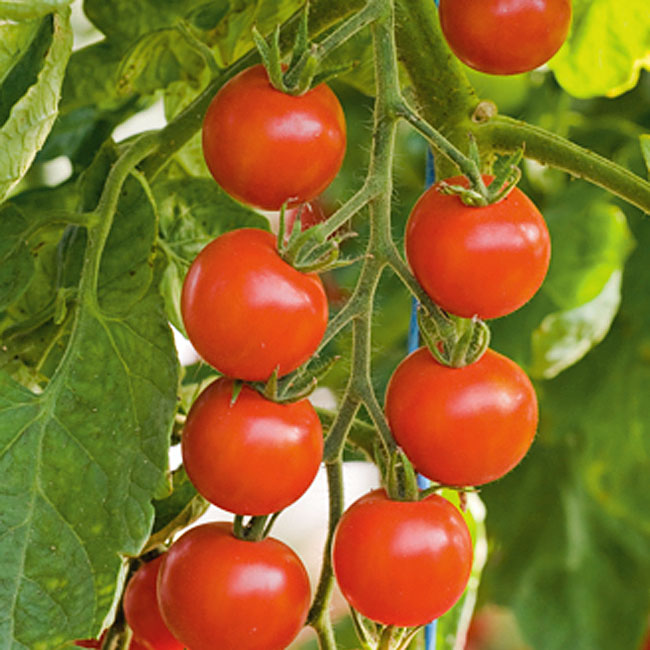 Tomate Zuckertraube - gesunde Stabtomate mit leckeren Tomaten zum Naschen