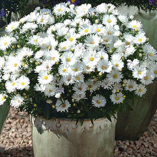 Aster Girasol