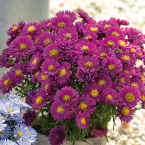 Aster Purple Diamond