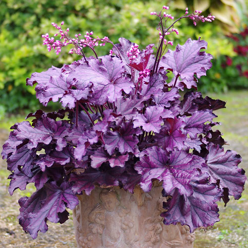 Heuchera Forever Purple