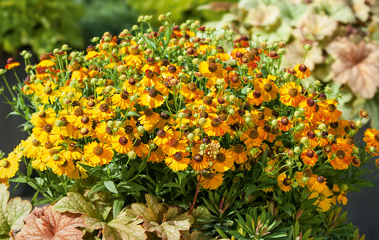 Helenium HELIAS