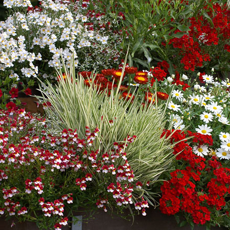 Blumen für den Balkon in rot und wieß