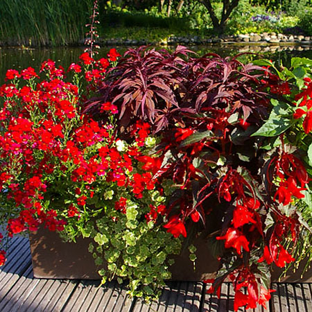 Spannende Pflanzen für den Balkon