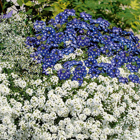 Erfrischende Farben in blau und weiß