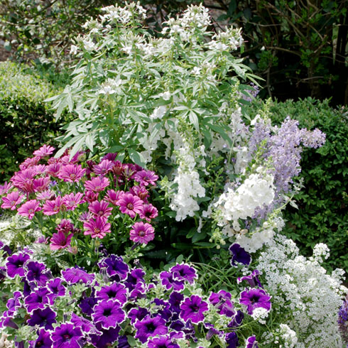 Pflanzidee für Ihren Blumenkübel