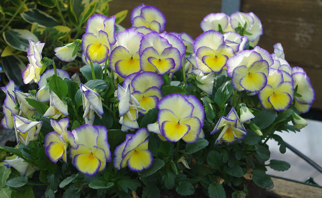 Viola Etain Kientzler Jeunes Plants