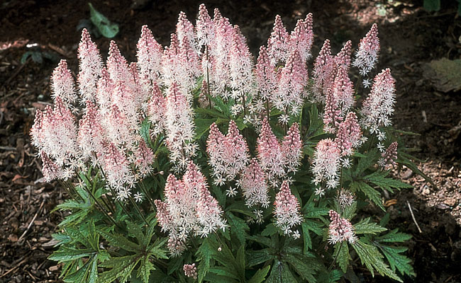 Schaumblüte Spring Symphony