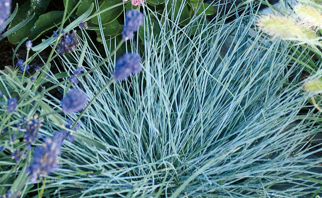 Blauschwingel Festuca