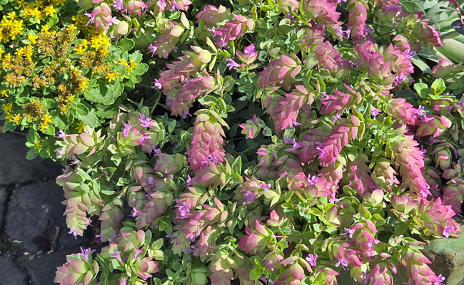 Origanum - Hopfen-Oregano Origanum - Hopfen-Oregano