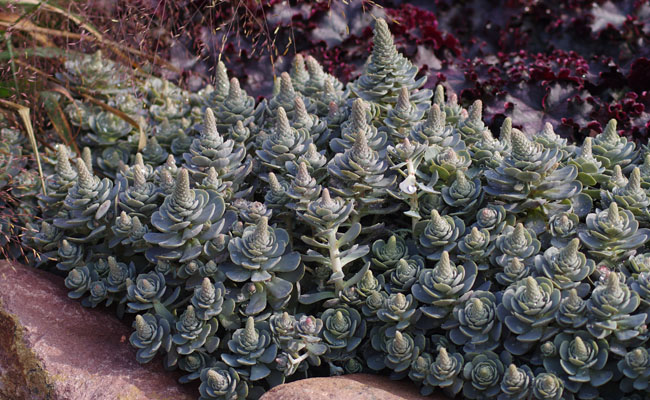 Orostachys Kientzler Jungpflanzen